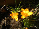 Crocus Gipsy Girl (2013, March 04)