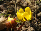 Winter Aconite (2012, March 04)