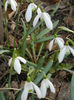 Snowdrops (2013, March 04)
