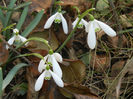 Snowdrops (2013, March 04)