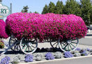 petunia-hybrida-flori-curgatoare-de-gradina_021