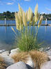 Iarba de pampas