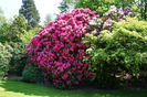 Rodedendron_Bush