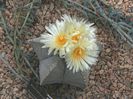 astrophytum myriostigma=4lei sem(boneta episcopului)