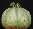 euphorbia obesa=4lei sem