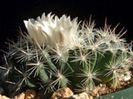 m_coahuilensis_b_200=2lei sem