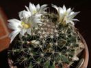 m_coahuilensis_f_200=1,5lei sem