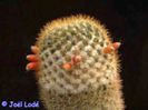 m_columbiana_b_200=2lei sem
