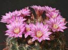 m_longiflora_e_200