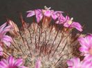 m_longiflora_f_200
