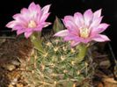 m_longiflora_g_200