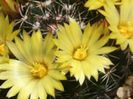 m_melaleuca_c_200=2lei sem