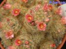 m_prolifera_c_200=2lei sem