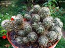 m_prolifera_prolifera_a_200=2lei sem