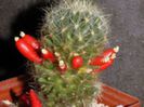 m_prolifera_prolifera_c_200