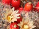 m_prolifera_prolifera_g_200