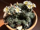 m_prolifera_prolifera_h_200