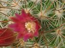 m_rekoi_leptacantha_c_200