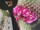 m_spinosissima_a_200