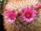 m_spinosissima_c_200