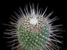 m_spinosissima_un_pico_a_200=2,5lei sem