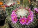 m_spinosissima_un_pico_b_200=2,5lei sem