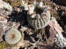 parodia_alacriportana_e_200