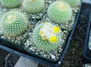 parodia_chrysacanthion_200=1,5lei sem