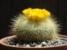 parodia_chrysacanthion_b_200