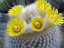 parodia_chrysacanthion_f_200=2lei sem