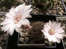 r_pygmaea_haagei_eos_a_200