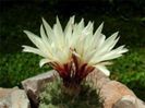 s_disciformis_b_200