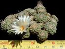 s_disciformis_g_200