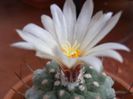 s_disciformis_h_200
