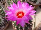 t_bicolor_schwarzii_a_200