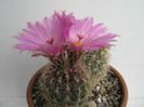 t_bicolor_schwarzii_d_200