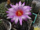 t_bicolor_schwarzii_e_200