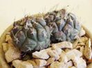 t_lophophoroides_200