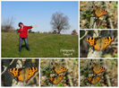 collage1