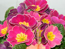 DSCN5341