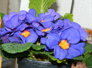DSCN5344
