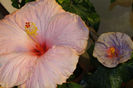 hibiscus Acadian Spring hibiscus  Tahitian Dreams