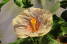 hibiscus Tahitian Dreams