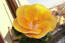 hibiscus Grand Slam