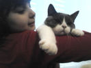 British shorthair Ory