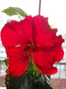 7 martie 2013-flori 018