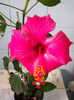 7 martie 2013-flori 028