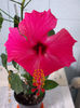 7 martie 2013-flori 039