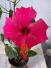 7 martie 2013-flori 038