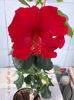 7 martie 2013-flori 044